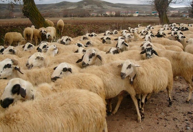 Morocco Urges Citizens to Refrain from Sheep Slaughter on Eid al-Adha Amid Severe Drought