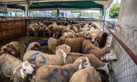 Morocco Bans Eid al-Adha Sacrifices Amid Drought and Economic Crisis